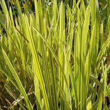 Attēlu rezultāti vaicājumam “Glyceria maxima fruit”