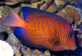 Image result for Ctenochaetus hawaiiensis