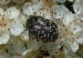 Attēlu rezultāti vaicājumam “Oxythyrea funesta imago”