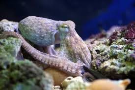 Image result for Octopus vulgaris