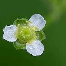 Attēlu rezultāti vaicājumam “Alismataceae”