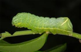 Attēlu rezultāti vaicājumam “Amphipyra perflua”