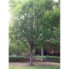 Attēlu rezultāti vaicājumam “Carpinus caroliniana”