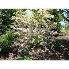 Attēlu rezultāti vaicājumam “Weigela praecox”