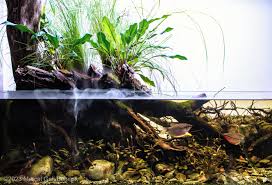 Attēlu rezultāti vaicājumam “Sphagnum riparium”