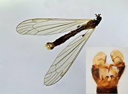 Attēlu rezultāti vaicājumam “Limoniidae”