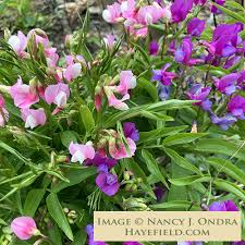 Attēlu rezultāti vaicājumam “Lathyrus vernus bud”