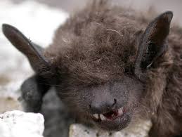 Attēlu rezultāti vaicājumam “Eptesicus serotinus”