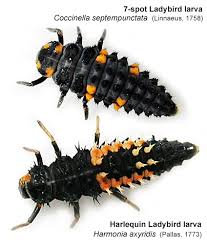 Attēlu rezultāti vaicājumam “Coccinella septempunctata larva”