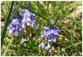 Attēlu rezultāti vaicājumam “Veronica austriaca subsp. teucrium bud”