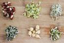 How to Grow Bean Sprouts in a Jar | Serious Eats