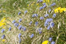 Attēlu rezultāti vaicājumam “Jasione montana”