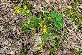 Attēlu rezultāti vaicājumam “Gagea lutea leaf”