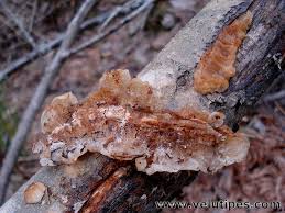 Attēlu rezultāti vaicājumam “Exidia cartilaginea”