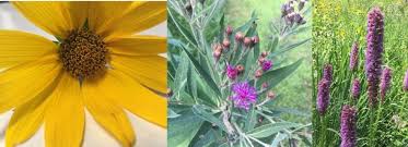 Attēlu rezultāti vaicājumam “Asteraceae”