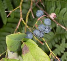Attēlu rezultāti vaicājumam “Vaccinium angustifolium”