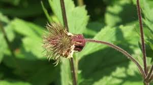 Attēlu rezultāti vaicājumam “Geum rivale fruit”