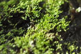 Attēlu rezultāti vaicājumam “Sphagnum sporophyte”