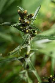 Attēlu rezultāti vaicājumam “Gnaphalium sylvaticum flower”