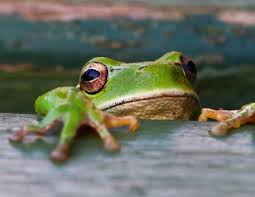 Attēlu rezultāti vaicājumam “Hyla arborea”