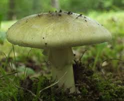 Attēlu rezultāti vaicājumam “Amanita phalloides”
