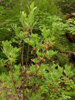 Attēlu rezultāti vaicājumam “Menziesia ferruginea flower”
