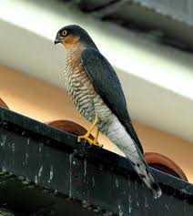 Attēlu rezultāti vaicājumam “Accipiter nisus”