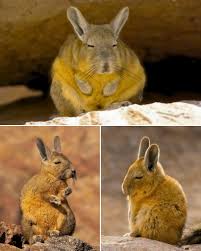 Image result for viscacha