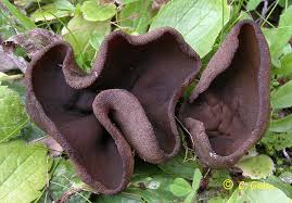 Attēlu rezultāti vaicājumam “Peziza badia”