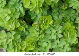 Attēlu rezultāti vaicājumam “Aquilegia vulgaris leaf”