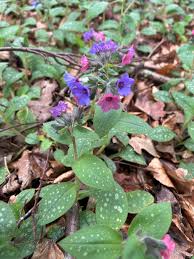 Attēlu rezultāti vaicājumam “Pulmonaria angustifolia fruit”