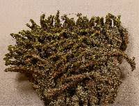 Attēlu rezultāti vaicājumam “Syntrichia ruralis var. ruraliformis”