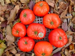 Afbeeldingsresultaat voor earliana tomato