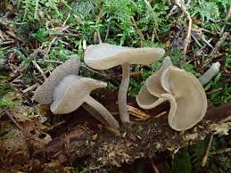 Attēlu rezultāti vaicājumam “Helvella macropus”