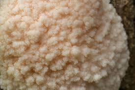 Attēlu rezultāti vaicājumam “Reticularia lycoperdon young”