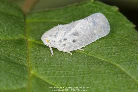 Attēlu rezultāti vaicājumam “Planaphrodes sp.”