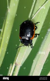 Attēlu rezultāti vaicājumam “Chrysolina sanguinolenta”