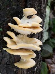 Attēlu rezultāti vaicājumam “Climacocystis borealis”