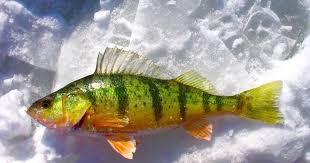 Image result for Perca flavescens