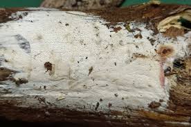 Attēlu rezultāti vaicājumam “Ceriporia viridans”