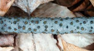 Attēlu rezultāti vaicājumam “Diatrype disciformis”