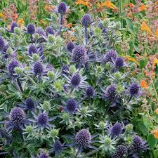 Image result for Blaudistel