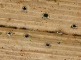 Attēlu rezultāti vaicājumam “Stictis”