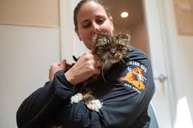 Image result for cat found