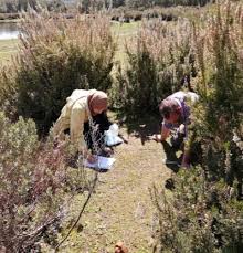 Attēlu rezultāti vaicājumam “Leiocolea rutheana cells”