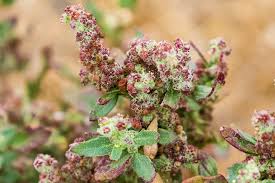 Attēlu rezultāti vaicājumam “Chenopodium acerifolium flower”
