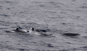 Image result for Hyperoodon ampullatus