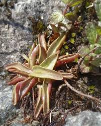 Attēlu rezultāti vaicājumam “Pinguicula alpina”