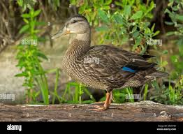 Image result for Anas rubripes