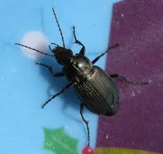 Attēlu rezultāti vaicājumam “Pterostichus aethiops”